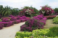 兴隆热带花园
