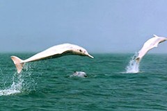 海豚鱼跃